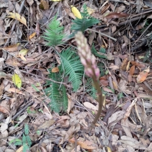 Dipodium sp. at Beaumont, NSW - suppressed