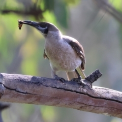 Philemon citreogularis (Little Friarbird) at Wonga Wetlands - 2 Dec 2023 by KylieWaldon