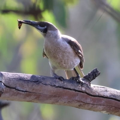 Philemon citreogularis (Little Friarbird) at Wonga Wetlands - 1 Dec 2023 by KylieWaldon