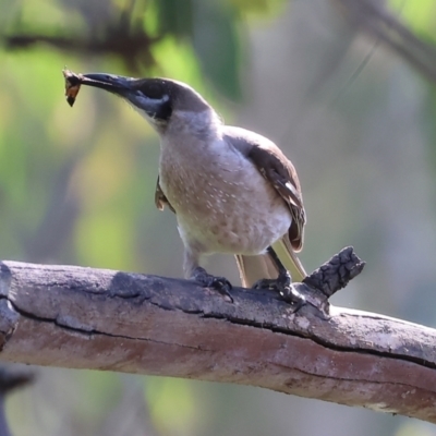 Philemon citreogularis (Little Friarbird) at Wonga Wetlands - 2 Dec 2023 by KylieWaldon