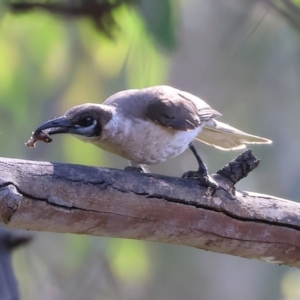 Philemon citreogularis at Splitters Creek, NSW - 2 Dec 2023