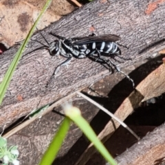 Tachysphex sp. (genus) (Unidentified Tachysphex sand wasp) at Namadgi National Park - 3 Dec 2023 by pixelnips