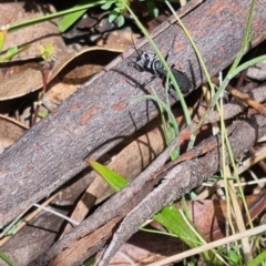 Tachysphex sp. (genus) at Namadgi National Park - 3 Dec 2023