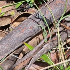 Tachysphex sp. (genus) at Namadgi National Park - 3 Dec 2023 10:50 AM