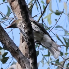 Oriolus sagittatus (Olive-backed Oriole) at Albury - 1 Dec 2023 by KylieWaldon