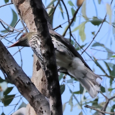 Oriolus sagittatus (Olive-backed Oriole) at Wonga Wetlands - 2 Dec 2023 by KylieWaldon