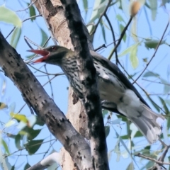 Oriolus sagittatus at Wonga Wetlands - 2 Dec 2023