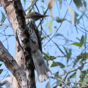 Oriolus sagittatus at Wonga Wetlands - 2 Dec 2023