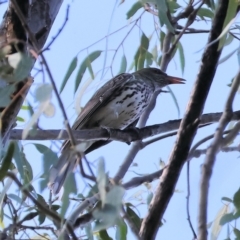 Oriolus sagittatus at Wonga Wetlands - 2 Dec 2023