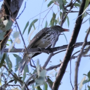 Oriolus sagittatus at Wonga Wetlands - 2 Dec 2023