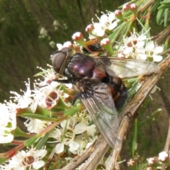 Rutilia (Donovanius) sp. (genus & subgenus) (A Bristle Fly) at Block 402 - 2 Dec 2023 by Christine