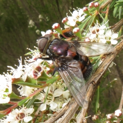 Rutilia (Donovanius) sp. (genus & subgenus) (A Bristle Fly) at Piney Ridge - 2 Dec 2023 by Christine