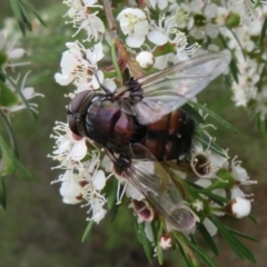 Rutilia (Donovanius) sp. (genus & subgenus) at Block 402 - 2 Dec 2023