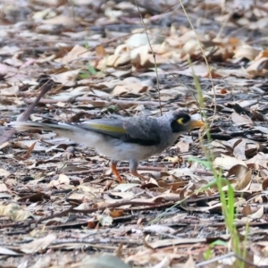 Manorina melanocephala at Wonga Wetlands - 2 Dec 2023