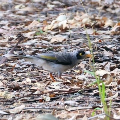 Manorina melanocephala (Noisy Miner) at Wonga Wetlands - 2 Dec 2023 by KylieWaldon