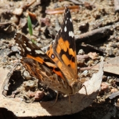 Vanessa kershawi (Australian Painted Lady) at Wonga Wetlands - 2 Dec 2023 by KylieWaldon