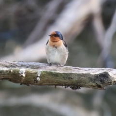 Hirundo neoxena (Welcome Swallow) at Wonga Wetlands - 1 Dec 2023 by KylieWaldon
