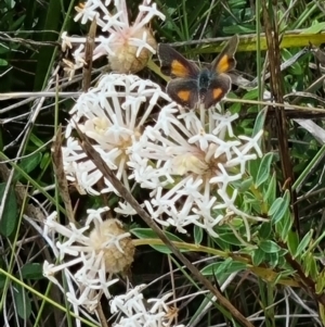 Paralucia aurifera at Namadgi National Park - 3 Dec 2023 10:46 AM