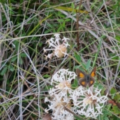 Paralucia aurifera at Namadgi National Park - 3 Dec 2023