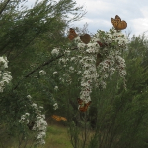 Heteronympha merope at Bluetts Block (402, 403, 12, 11) - 2 Dec 2023