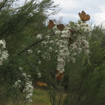 Heteronympha merope (Common Brown Butterfly) at Block 402 - 2 Dec 2023 by Christine