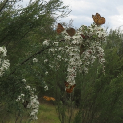 Heteronympha merope (Common Brown Butterfly) at Denman Prospect, ACT - 2 Dec 2023 by Christine