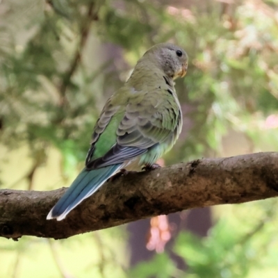 Psephotus haematonotus (Red-rumped Parrot) at Wonga Wetlands - 2 Dec 2023 by KylieWaldon