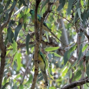 Psephotus haematonotus at Splitters Creek, NSW - 2 Dec 2023