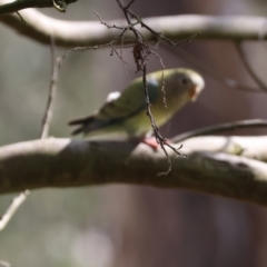 Psephotus haematonotus at Splitters Creek, NSW - 2 Dec 2023