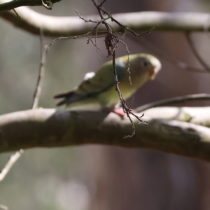 Psephotus haematonotus at Splitters Creek, NSW - 2 Dec 2023