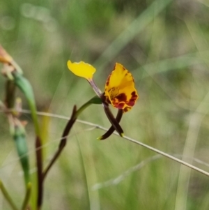 Diuris semilunulata at Namadgi National Park - 3 Dec 2023