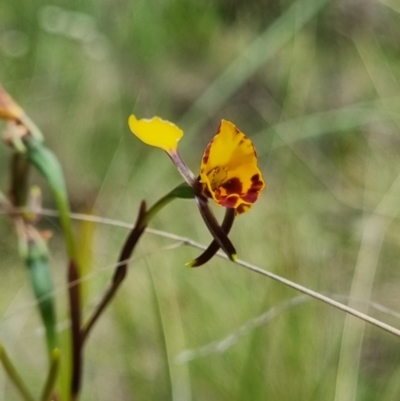 Diuris semilunulata (Late Leopard Orchid) at Namadgi National Park - 2 Dec 2023 by pixelnips