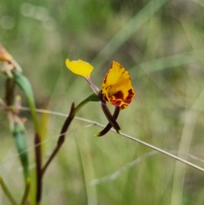 Diuris semilunulata (Late Leopard Orchid) at Namadgi National Park - 3 Dec 2023 by pixelnips