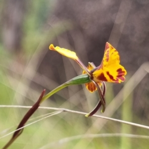 Diuris semilunulata at Namadgi National Park - 3 Dec 2023