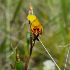 Diuris semilunulata at Namadgi National Park - 3 Dec 2023