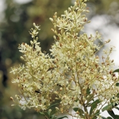 Bursaria spinosa (Native Blackthorn, Sweet Bursaria) at Wonga Wetlands - 2 Dec 2023 by KylieWaldon