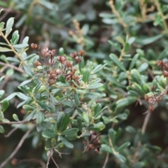 Bursaria spinosa at Wonga Wetlands - 2 Dec 2023