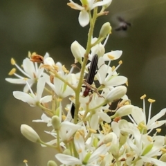 Syllitus rectus (Longhorn beetle) at Wonga Wetlands - 2 Dec 2023 by KylieWaldon