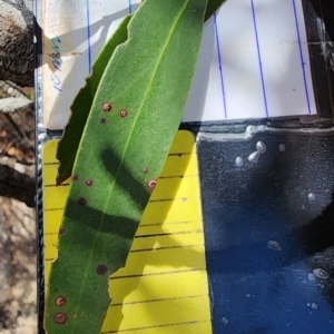 Eucalyptus stricta at Wingecarribee Local Government Area - 3 Dec 2023