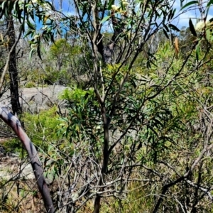 Eucalyptus stricta at Wingecarribee Local Government Area - 3 Dec 2023