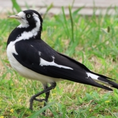 Grallina cyanoleuca (Magpie-lark) at West Wodonga, VIC - 30 Nov 2023 by KylieWaldon