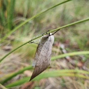 Gastrophora henricaria at Namadgi National Park - 3 Dec 2023