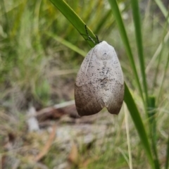 Gastrophora henricaria at Namadgi National Park - 3 Dec 2023