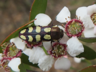 Castiarina decemmaculata (Ten-spot Jewel Beetle) at Bluetts Block Area - 2 Dec 2023 by Christine