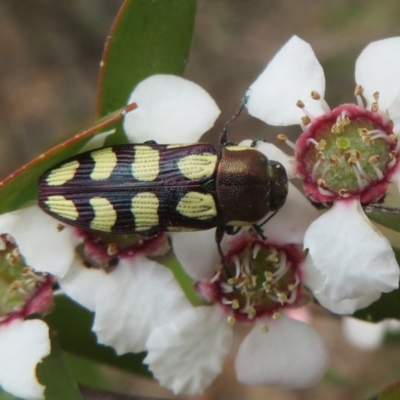 Castiarina decemmaculata (Ten-spot Jewel Beetle) at Bluetts Block Area - 2 Dec 2023 by Christine