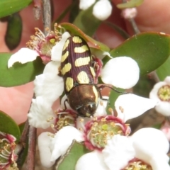 Castiarina decemmaculata at Bluetts Block (402, 403, 12, 11) - 2 Dec 2023