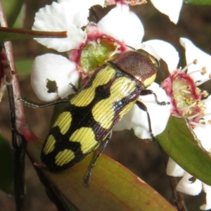 Castiarina decemmaculata at Bluetts Block (402, 403, 12, 11) - 2 Dec 2023