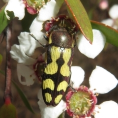 Castiarina decemmaculata at Bluetts Block (402, 403, 12, 11) - 2 Dec 2023