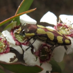 Castiarina decemmaculata at Bluetts Block (402, 403, 12, 11) - 2 Dec 2023