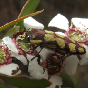 Castiarina decemmaculata at Bluetts Block (402, 403, 12, 11) - 2 Dec 2023